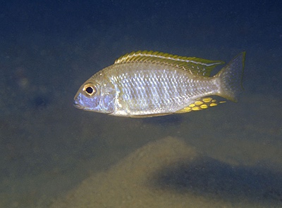 Lethrinops sp. 'longimanus likoma' Mara Point